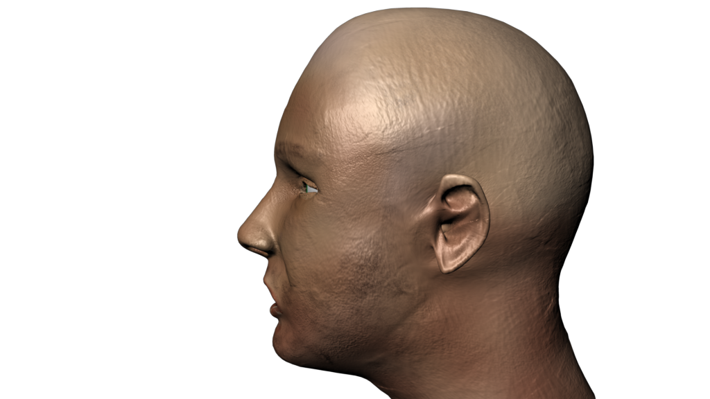 3D Head